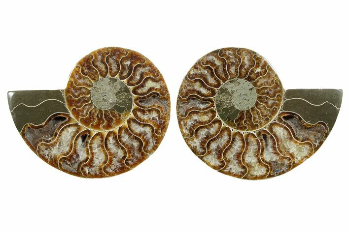 Cut & Polished, Agatized Ammonite Fossil - Madagascar #349010